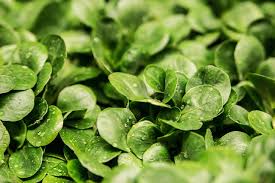 Image result for Feldsalat