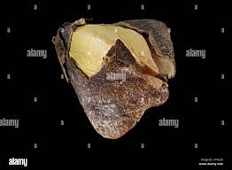 Attēlu rezultāti vaicājumam “Fagopyrum esculentum fruit”