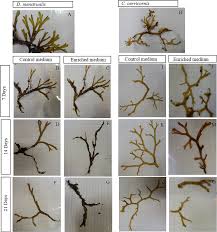 Attēlu rezultāti vaicājumam “Diachea dictyospora (syn. Craterium dictyosporum) young”