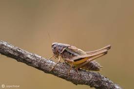 Attēlu rezultāti vaicājumam “Metrioptera brachyptera”