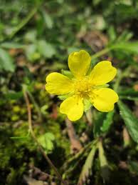 Image result for Potentilla erecta