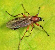 Attēlu rezultāti vaicājumam “Bibionidae”