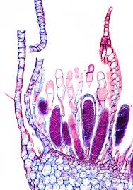 Attēlu rezultāti vaicājumam “Mnium”