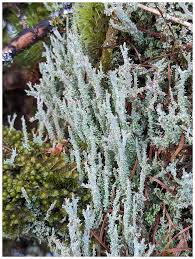 Attēlu rezultāti vaicājumam “Cladonia squamosa”