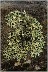 Attēlu rezultāti vaicājumam “Hypotrachyna sp.”