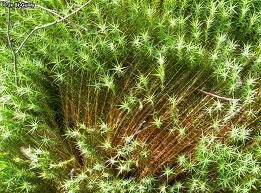 Attēlu rezultāti vaicājumam “Polytrichales”