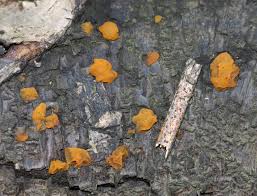 Attēlu rezultāti vaicājumam “Dacrymyces stillatus”