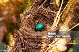 Attēlu rezultāti vaicājumam “Turdus philomelos nest”