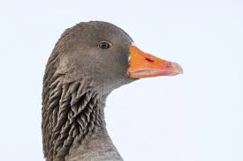 Attēlu rezultāti vaicājumam “Anser anser adult”