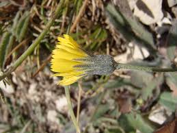 Attēlu rezultāti vaicājumam “Hieracium”