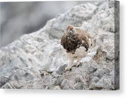 Image result for Lagopus muta