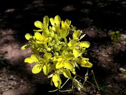 Attēlu rezultāti vaicājumam “Diplotaxis muralis flower”