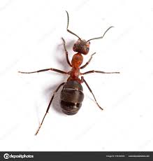 Attēlu rezultāti vaicājumam “Formica rufa”