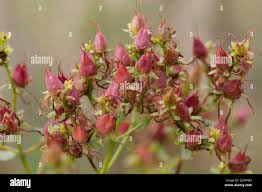 Attēlu rezultāti vaicājumam “Hypericum perforatum fruit”