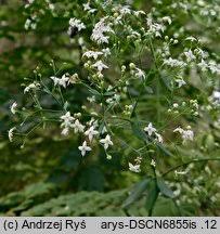 Attēlu rezultāti vaicājumam “Galium schultesii”
