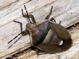 Attēlu rezultāti vaicājumam “Chlorochroa pinicola”