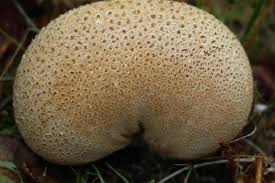 Attēlu rezultāti vaicājumam “Scleroderma citrinum”