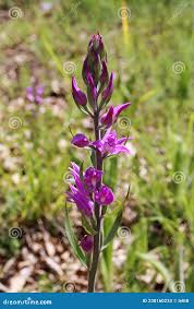 Attēlu rezultāti vaicājumam “Cephalanthera rubra flower”