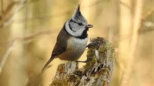 Attēlu rezultāti vaicājumam “Lophophanes cristatus”