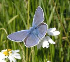 Attēlu rezultāti vaicājumam “Polyommatus icarus male”