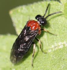 Attēlu rezultāti vaicājumam “Euura brevicornis”