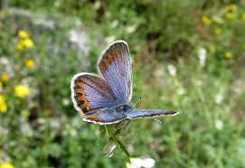 Attēlu rezultāti vaicājumam “Plebejus idas female”