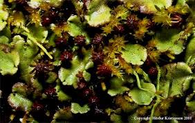 Attēlu rezultāti vaicājumam “Moerckia hibernica”