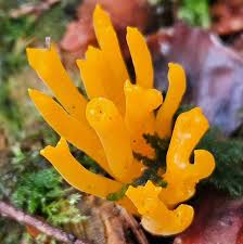 Attēlu rezultāti vaicājumam “Calocera pallidospathulata”