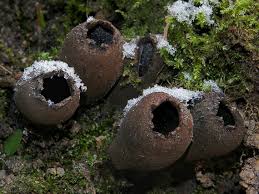 Attēlu rezultāti vaicājumam “Urnula craterium”