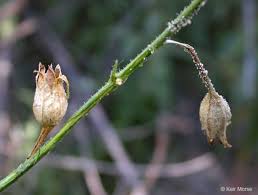 Attēlu rezultāti vaicājumam “Nicotiana tabacum fruit”
