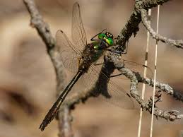 Attēlu rezultāti vaicājumam “Cordulia aenea”