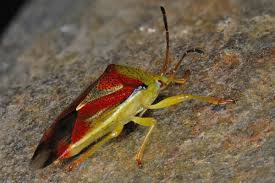 Attēlu rezultāti vaicājumam “Elasmostethus interstinctus”