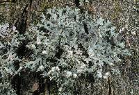 Attēlu rezultāti vaicājumam “Physcia adscendens”