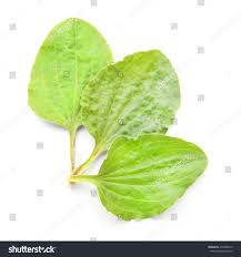 Attēlu rezultāti vaicājumam “Plantago major leaf”