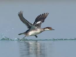 Attēlu rezultāti vaicājumam “Mergus albellus”