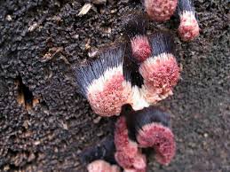 Attēlu rezultāti vaicājumam “Stemonitidaceae”