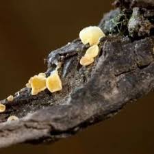 Attēlu rezultāti vaicājumam “Hymenoscyphus imberbis”