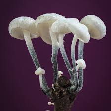 Attēlu rezultāti vaicājumam “Metatrichia vesparia stalked”