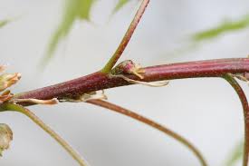 Attēlu rezultāti vaicājumam “Epipactis palustris bud”