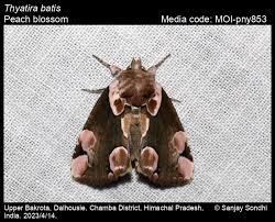 Attēlu rezultāti vaicājumam “Thyatira batis imago”