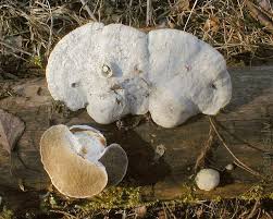 Attēlu rezultāti vaicājumam “Trametes suaveolens”