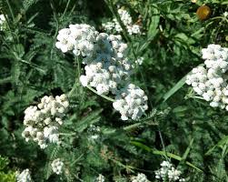 Image result for Achillea millefolium