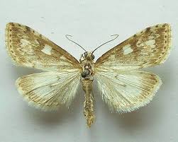 Attēlu rezultāti vaicājumam “Udea olivalis”