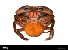 Image result for Carcinus maenas