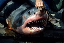 Image result for Carcharodon carcharias