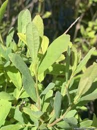 Attēlu rezultāti vaicājumam “Myrica gale leaf”
