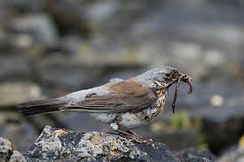 Attēlu rezultāti vaicājumam “Turdus pilaris juvenile”