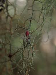 Attēlu rezultāti vaicājumam “Biatoropsis usnearum”