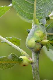 Attēlu rezultāti vaicājumam “Rhabdophaga rosaria”