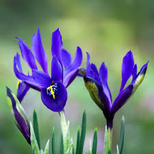 Attēlu rezultāti vaicājumam “Iris reticulata”